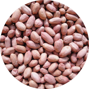 Bold Peanut Seeds