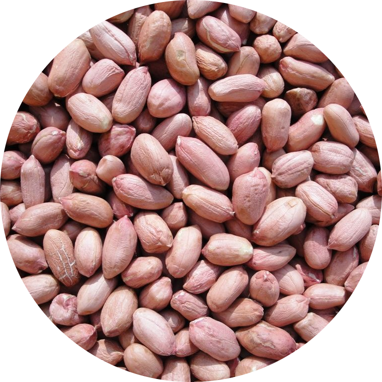Bold Peanut Seeds